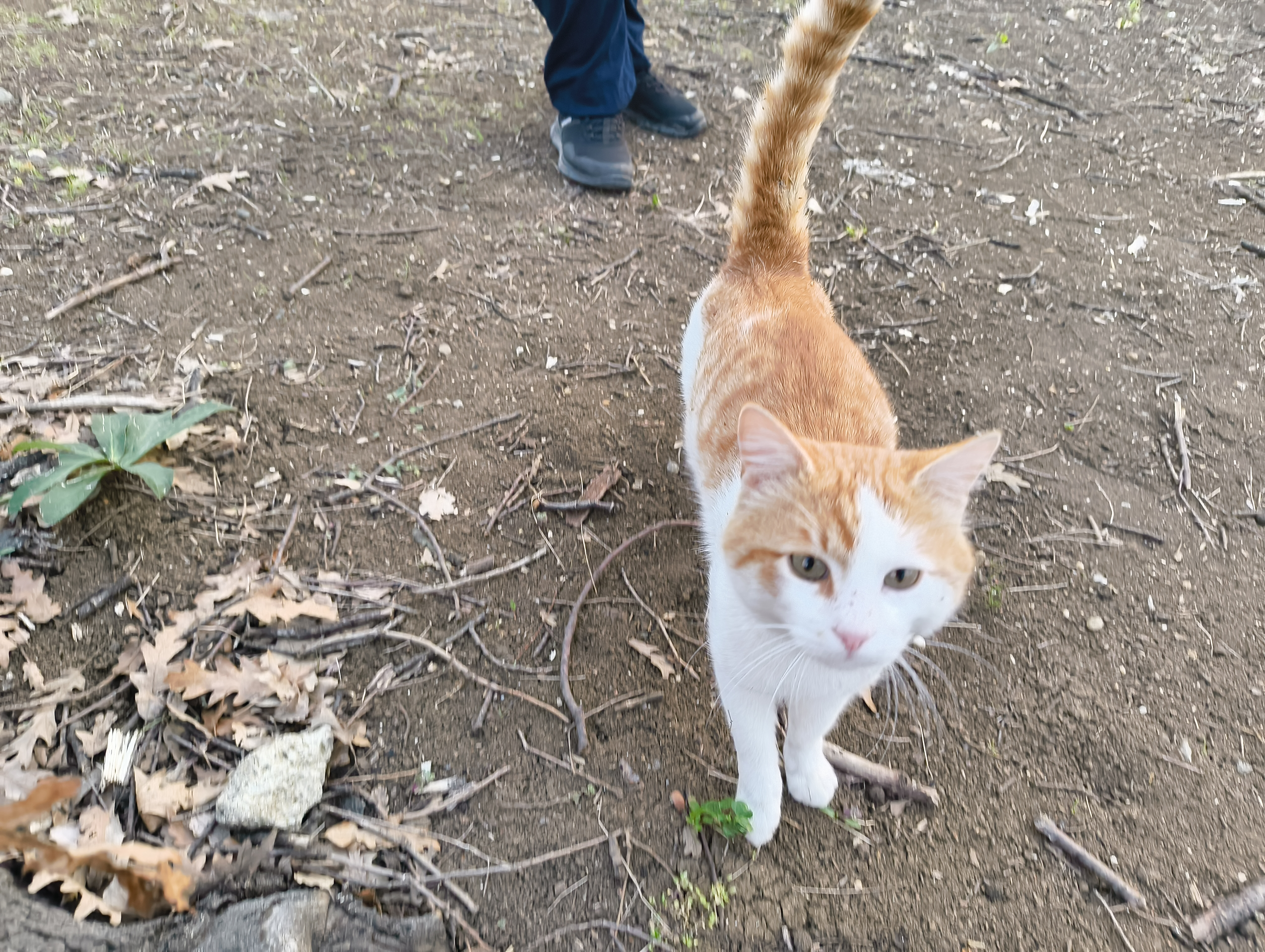 an orange tabby looking up at you