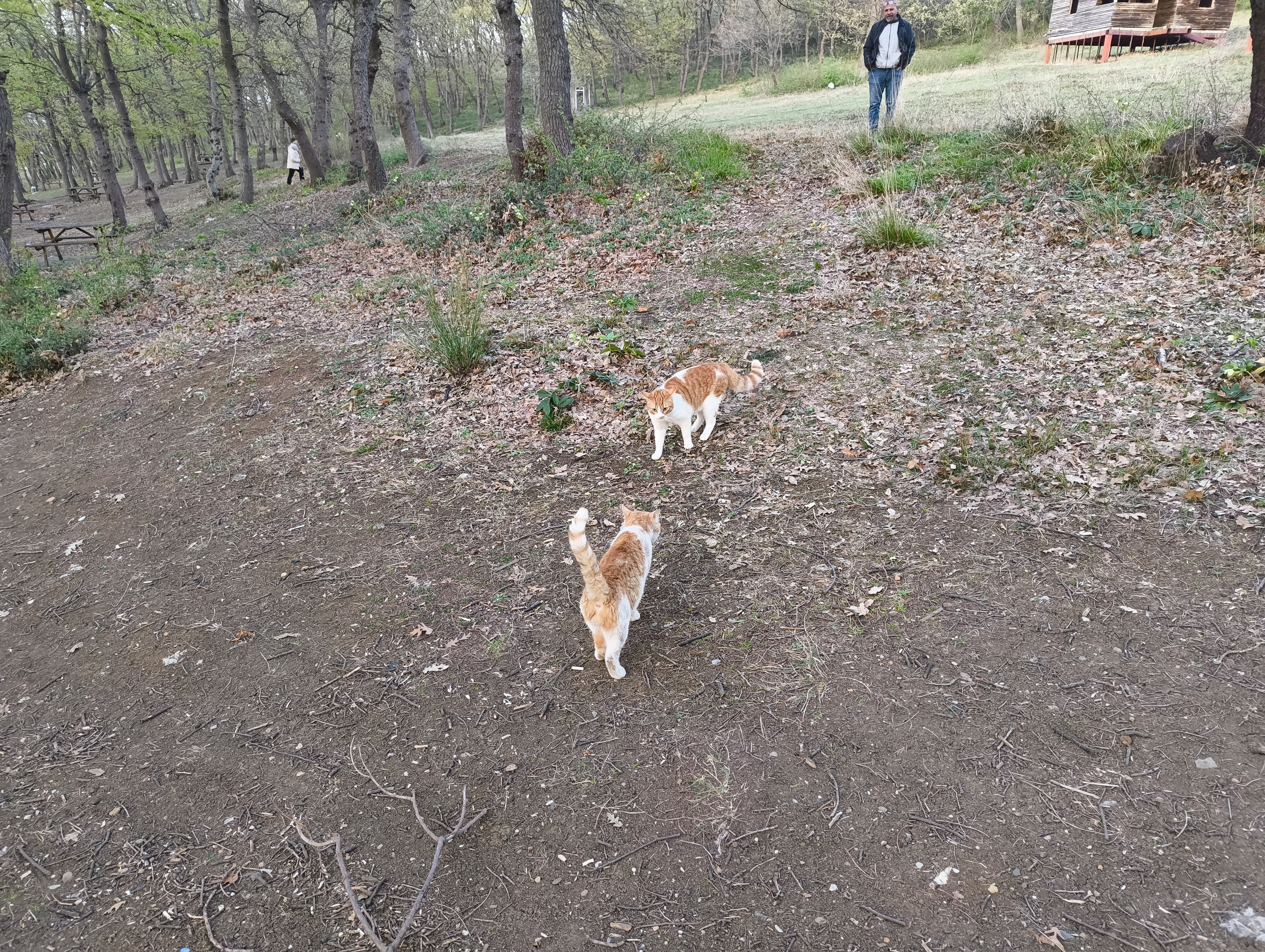 biber and other cat stood on staring at each other