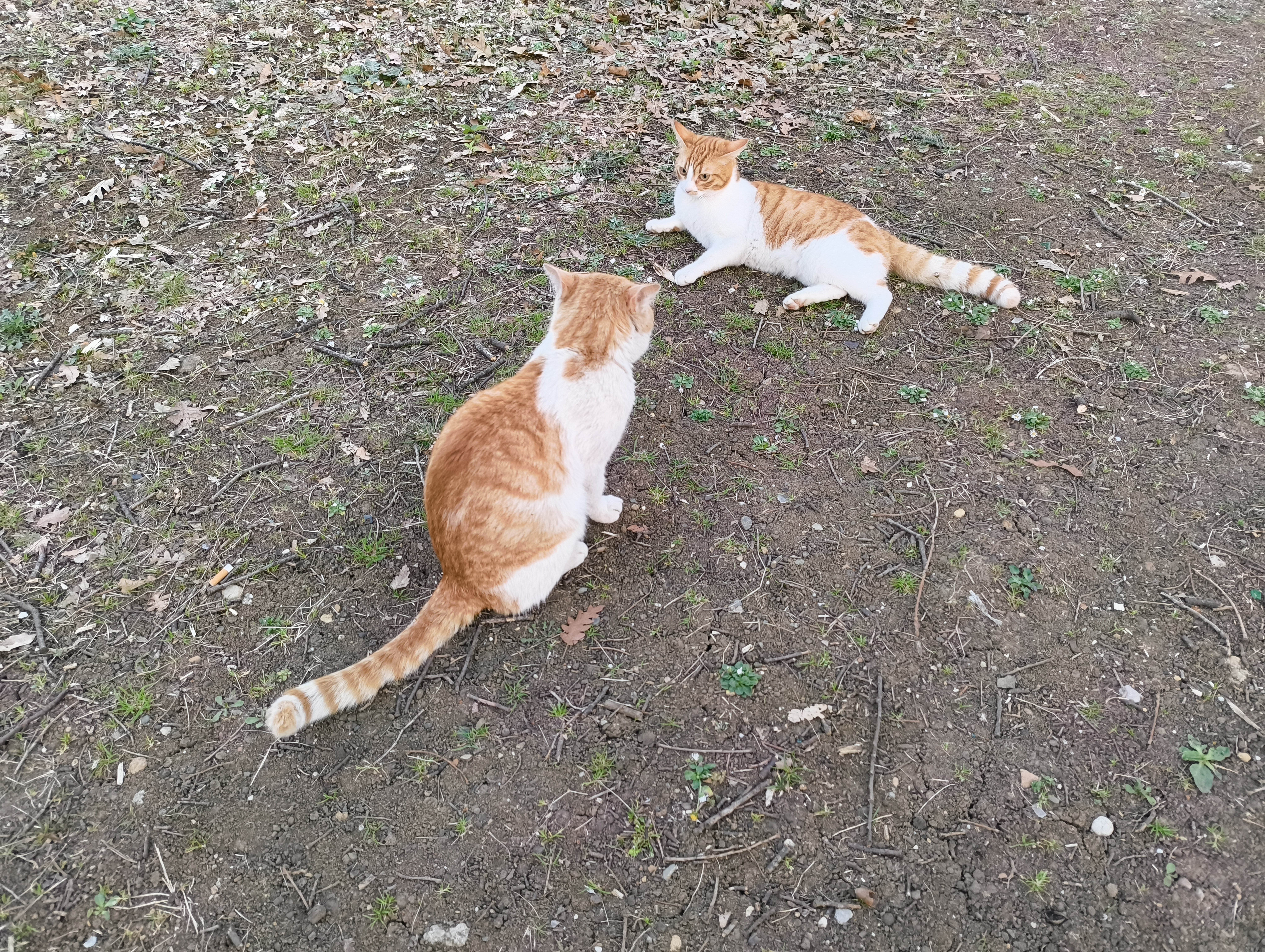 the other cat sitting, biber still laying down