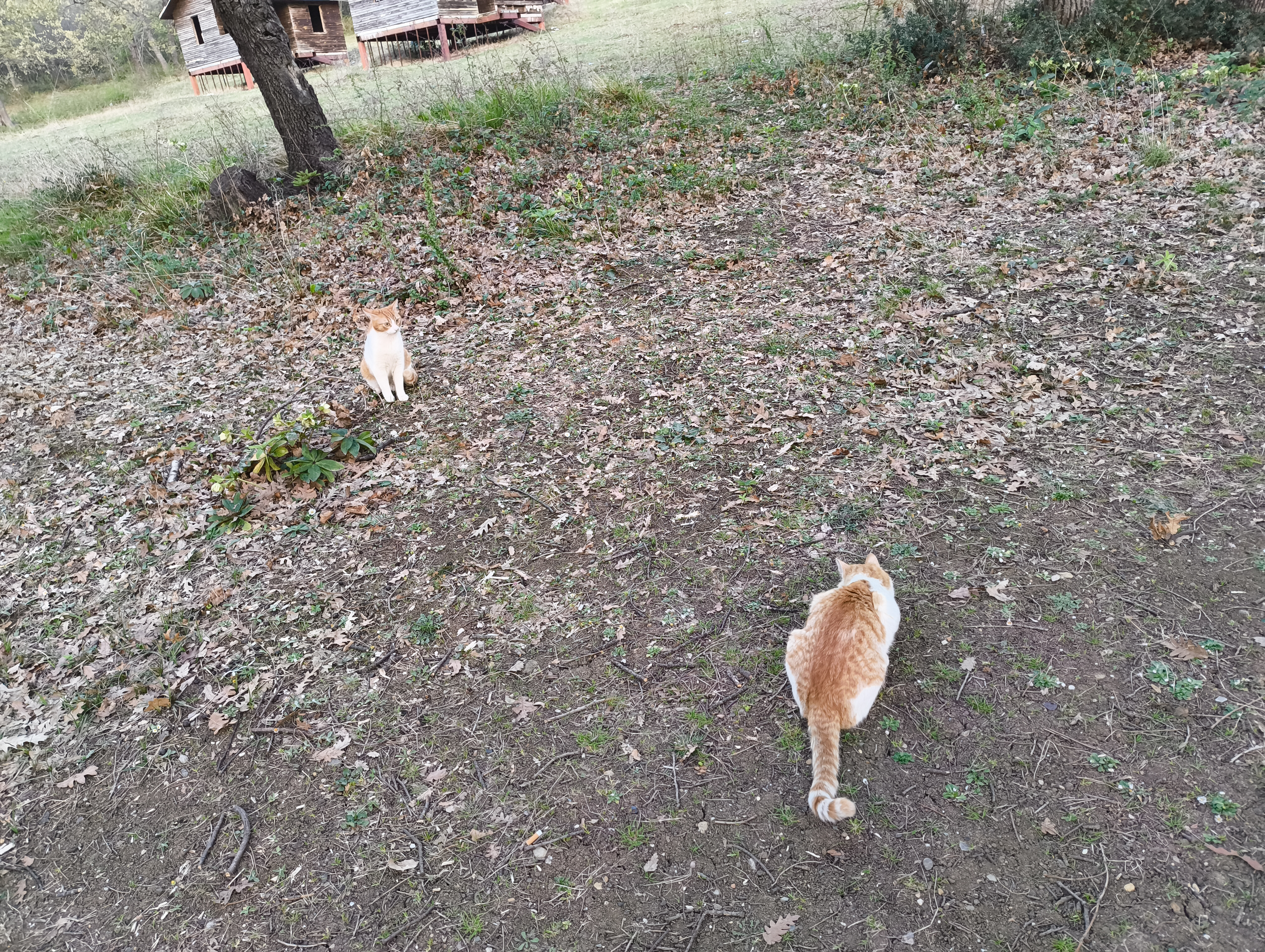 sometimes they would get further away, like 2-3 meters and keep tracking each other