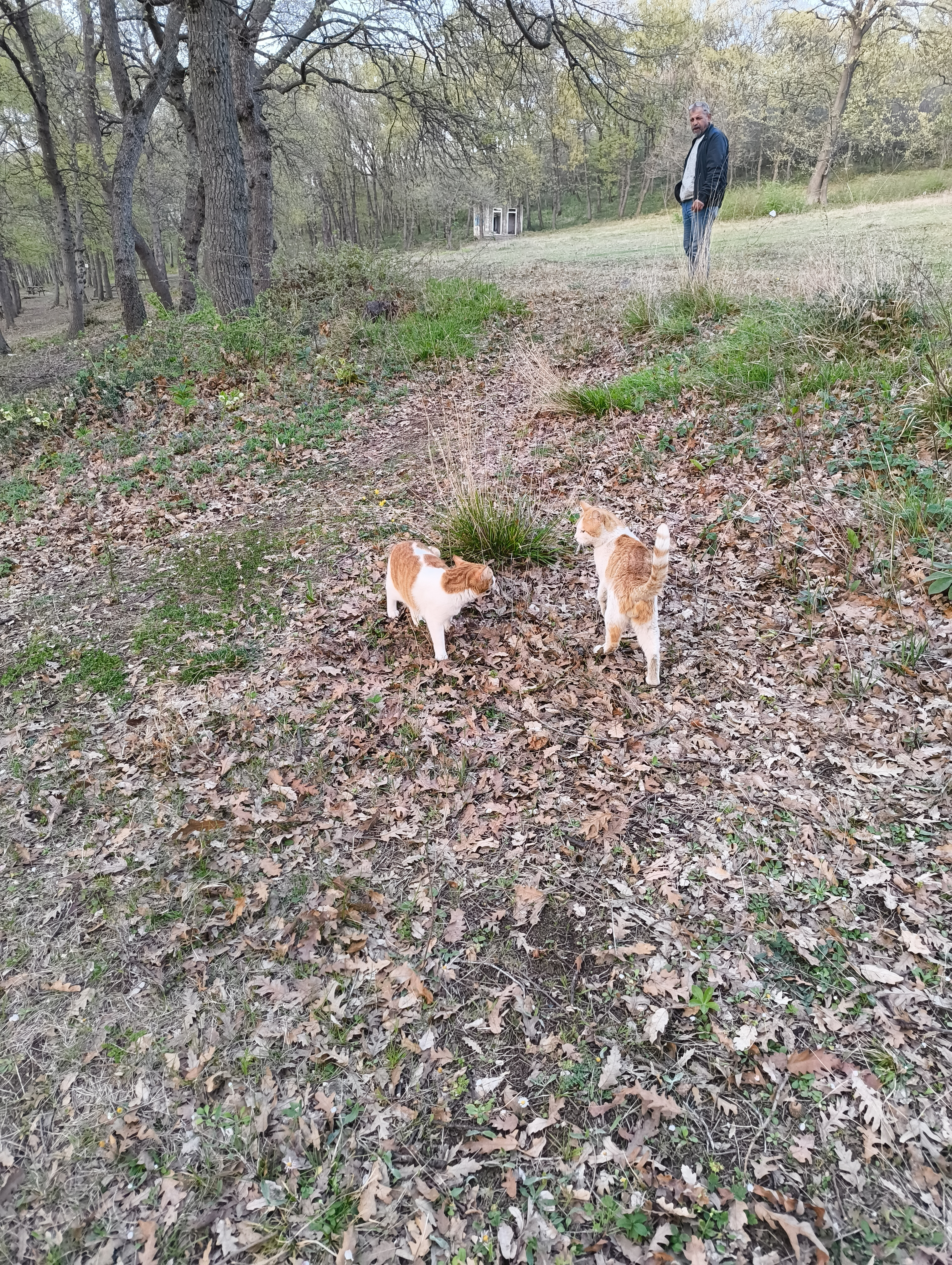 the two cats started walking in a circle still not taking their eyes off each other